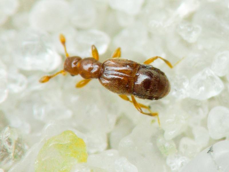 Trimium brevicorne (Reichenbach, 1816)